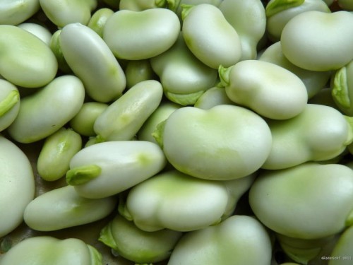 bob-1kg.jpg