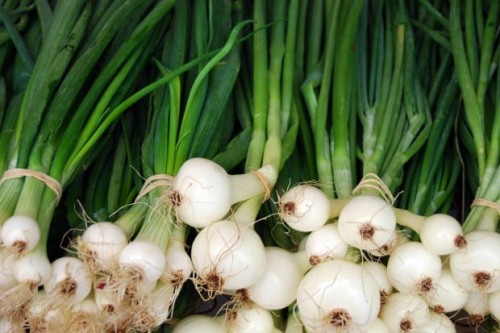 szczypior-cebula-.jpg